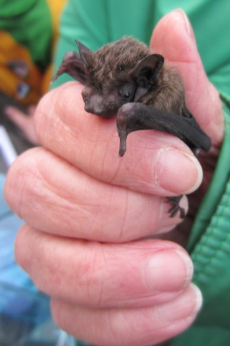 Bats in Bessbrook, well lets hope they turn up on the 23rd of August! 